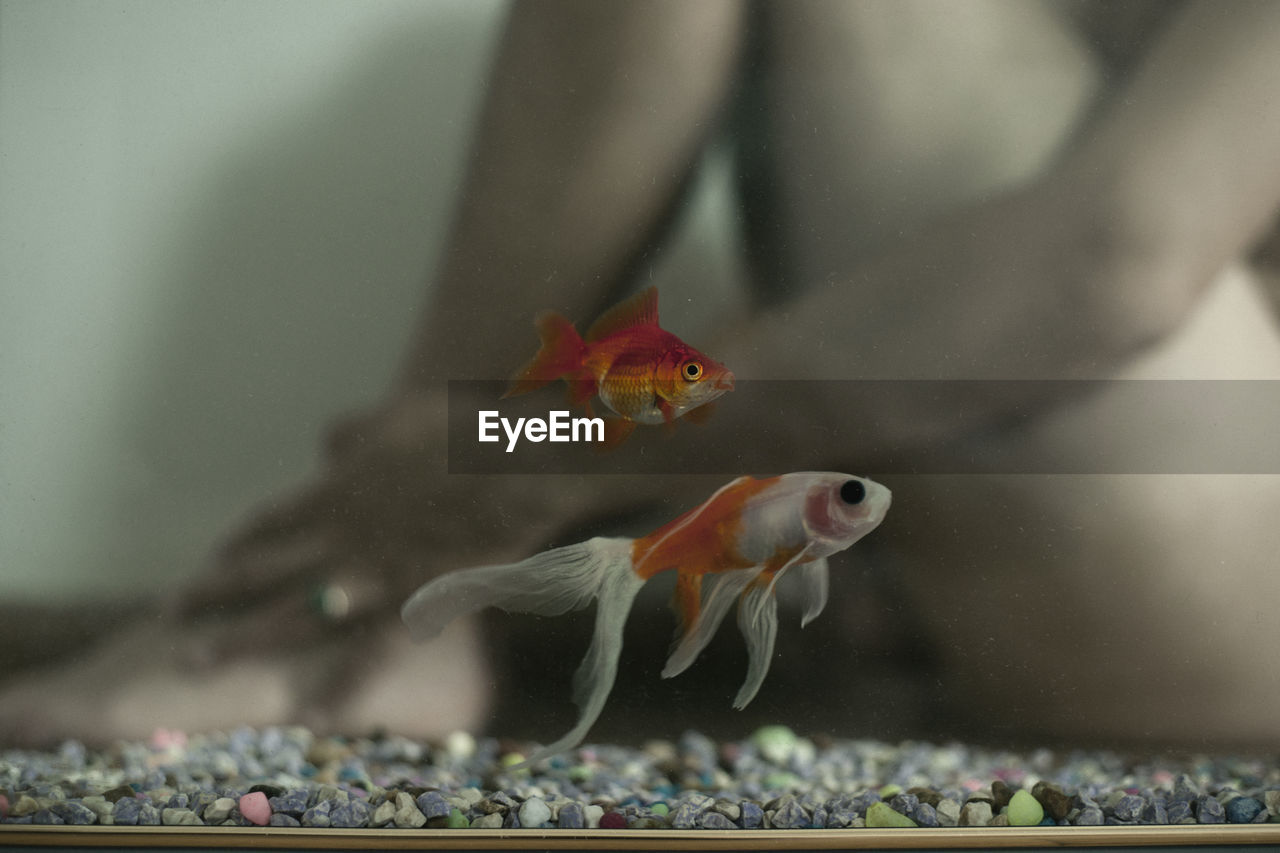 Close-up of fish swimming in tank with naked man sitting in background