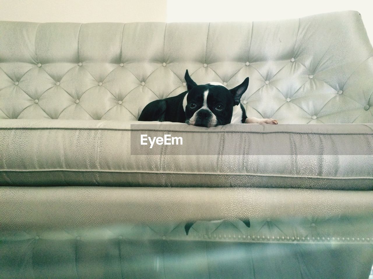 French bulldog lying on sofa at home