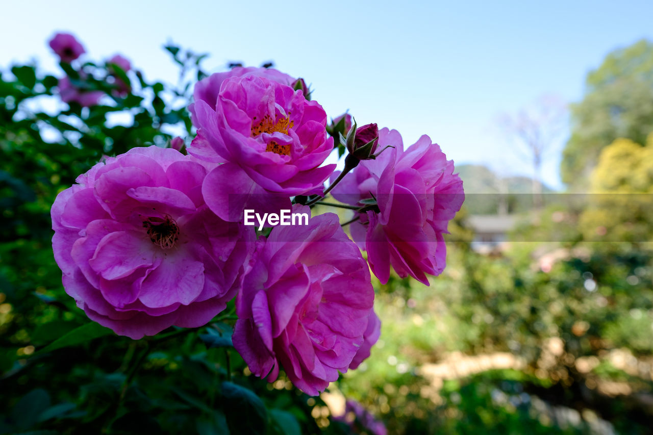 CLOSE-UP OF PINK ROSE PLANT