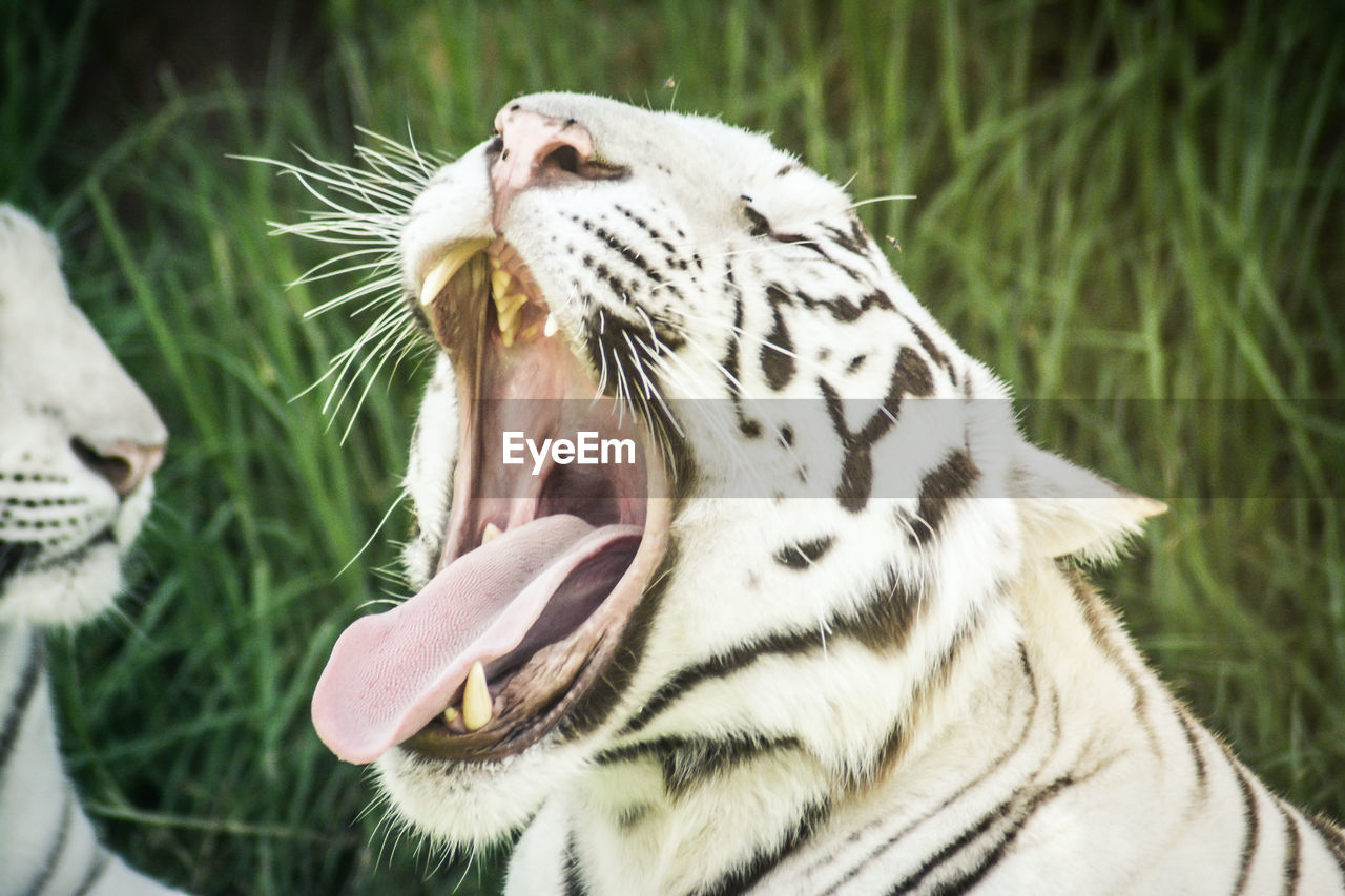 CLOSE-UP OF WHITE YAWNING