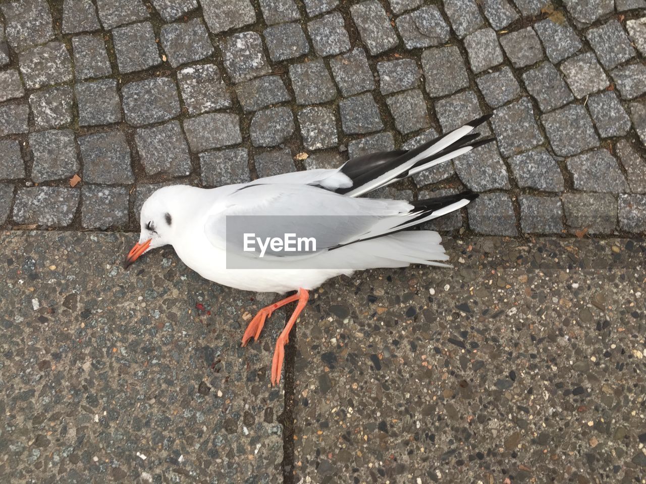 CLOSE-UP OF SEAGULL PERCHING ON FOOTPATH