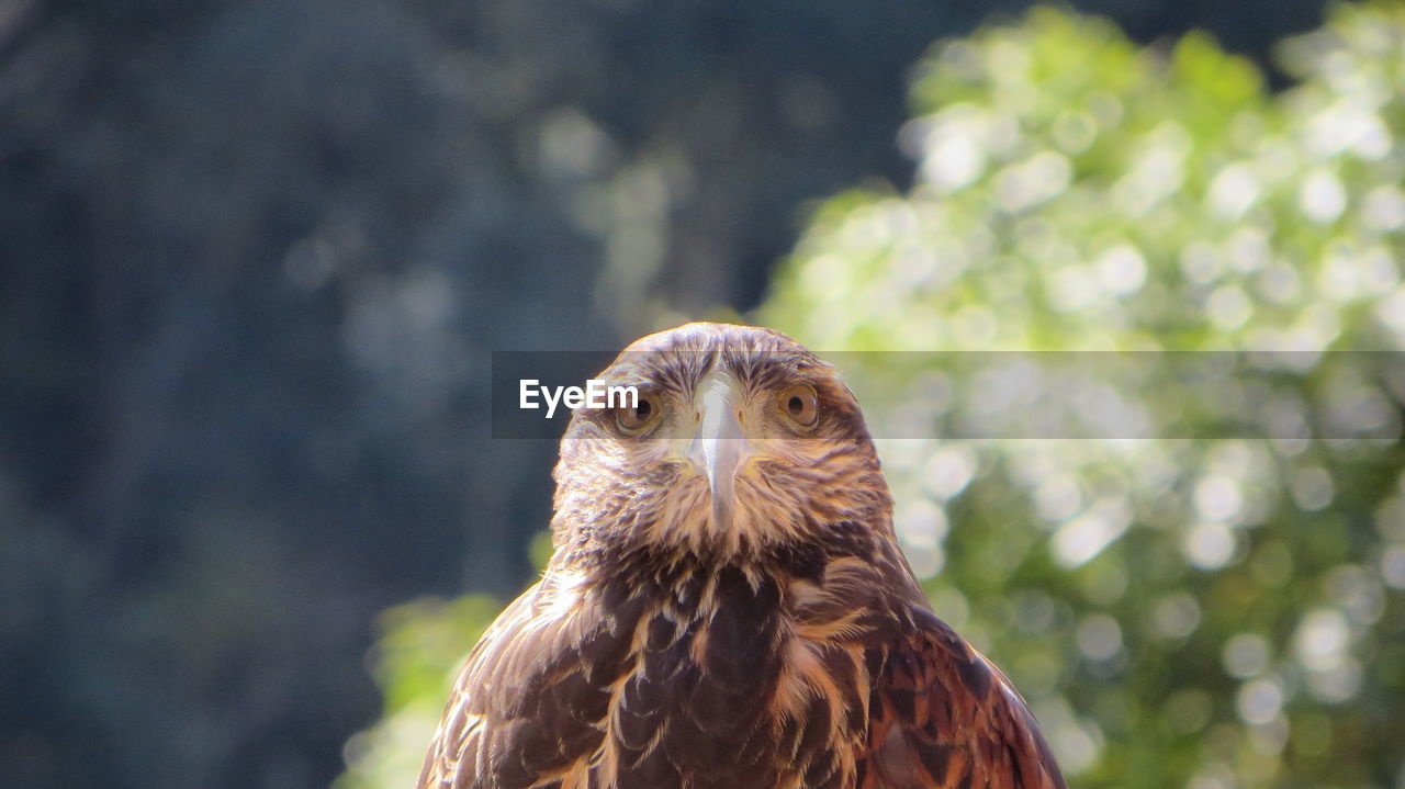 Close-up portrait of hawk against blurred background