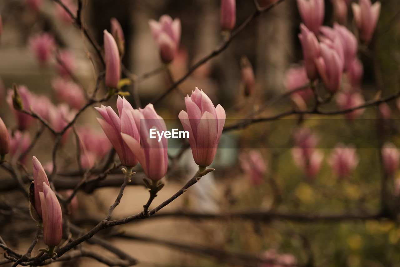 plant, flower, flowering plant, pink, beauty in nature, freshness, blossom, tree, spring, nature, magnolia, fragility, branch, growth, close-up, springtime, no people, focus on foreground, petal, outdoors, inflorescence, flower head, leaf, day, selective focus, botany, macro photography