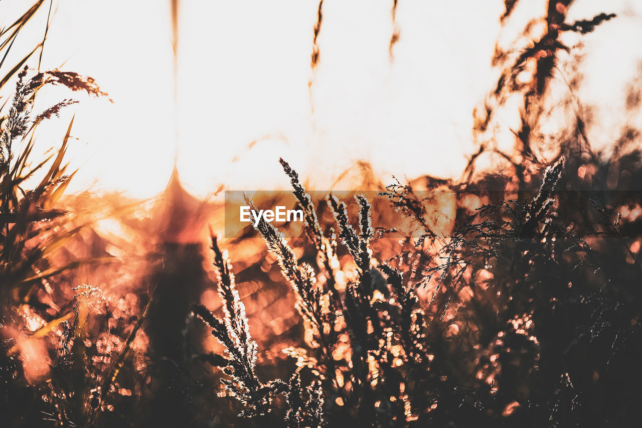 CLOSE-UP OF SILHOUETTE PLANTS AGAINST SUNSET SKY