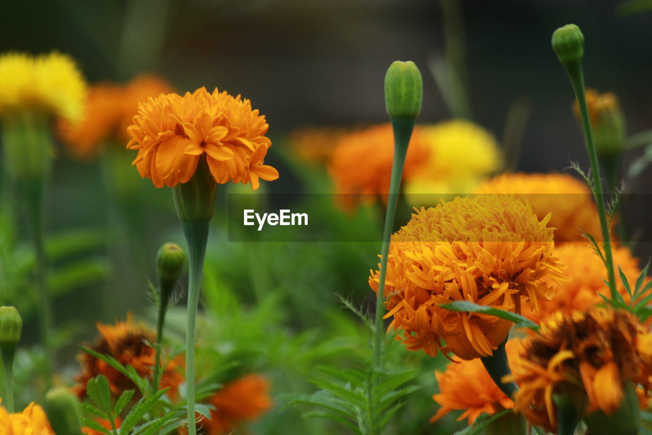 CLOSE-UP OF ORANGE MARIGOLD