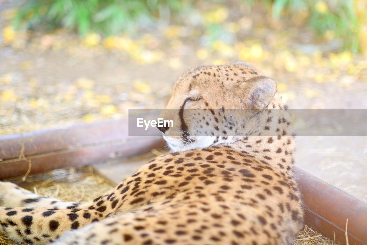 Close-up of leopard lying down at zoo