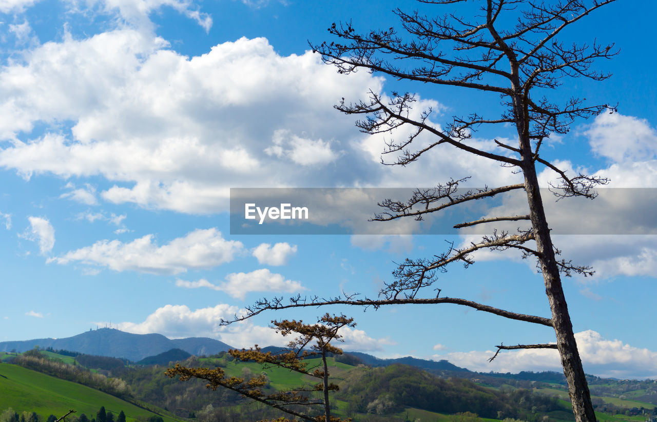 LOW ANGLE VIEW OF TREE MOUNTAIN AGAINST SKY