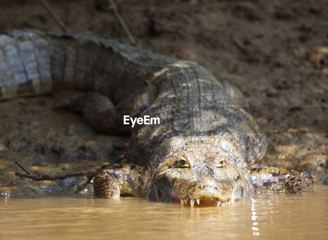 Closeup portrait of black caiman melanosuchus niger entering water pampas del yacuma, bolivia.