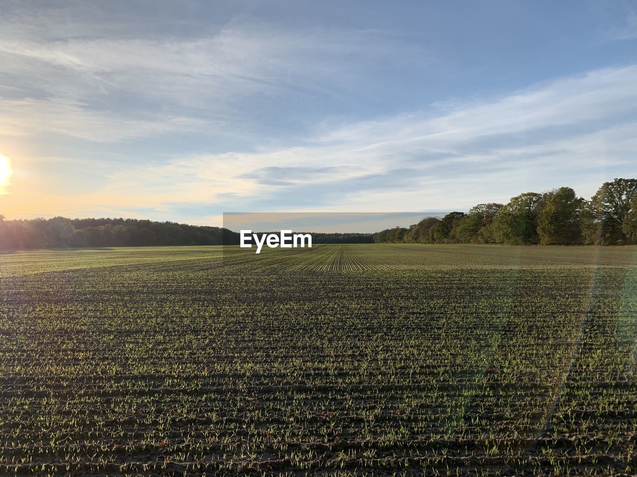 FIELD AGAINST SKY