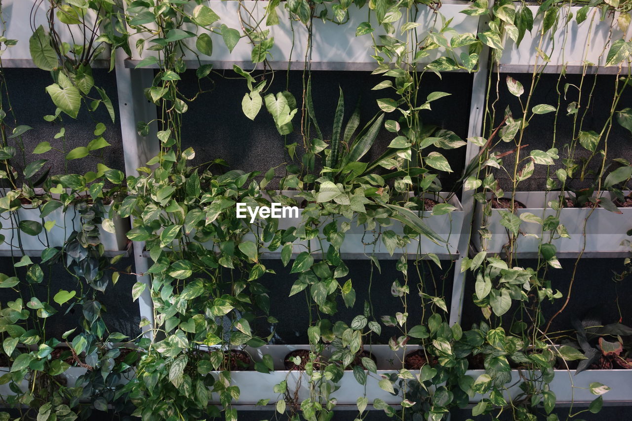 high angle view of plants in greenhouse