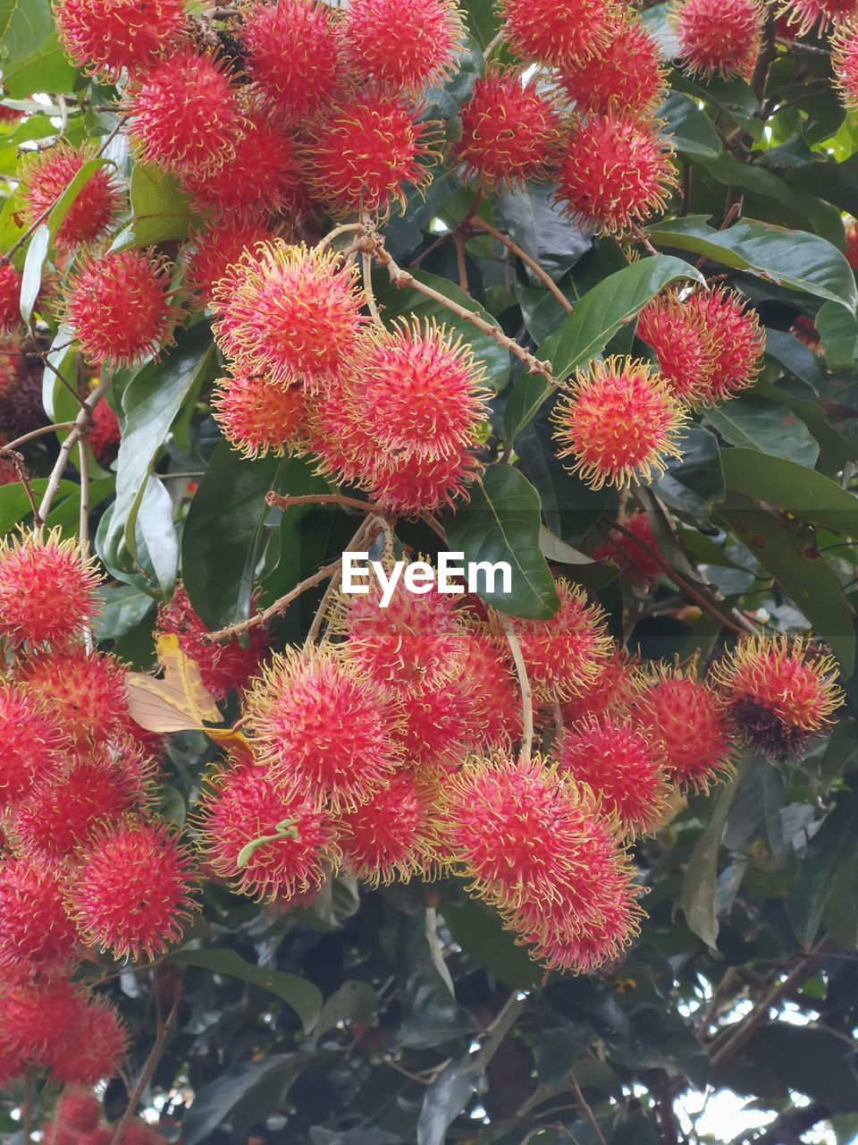Low angle view of rambutans growing on tree