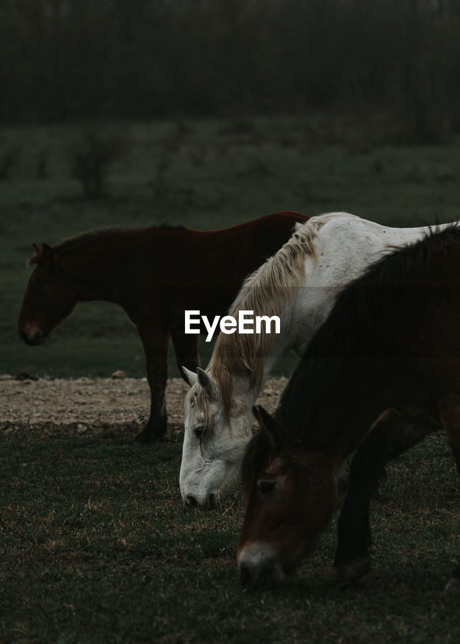 Horses grazing on field