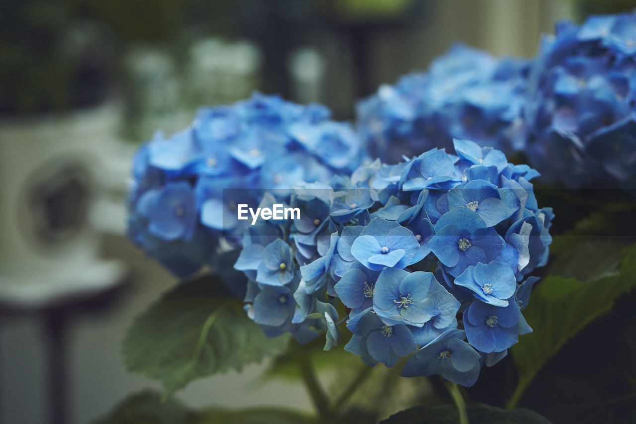 Close-up of purple hydrangea flowers