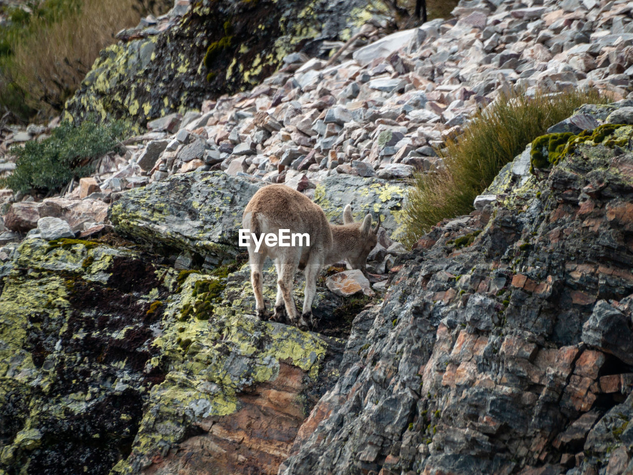 VIEW OF SHEEP ON ROCKS