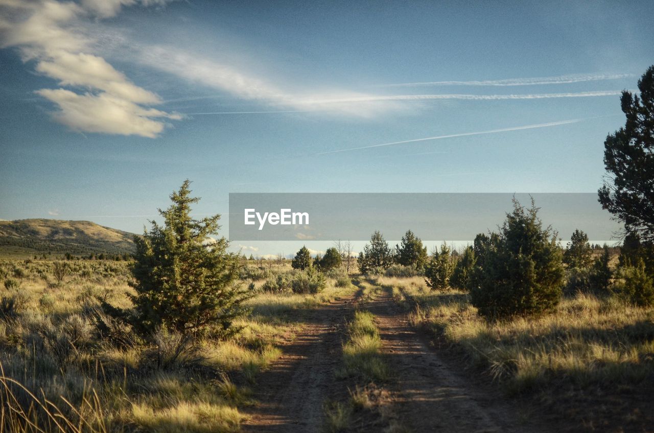 Road amidst trees on field against sky