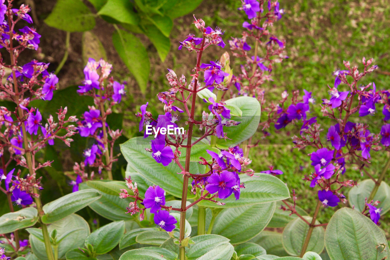 CLOSE UP OF PURPLE FLOWERING PLANTS