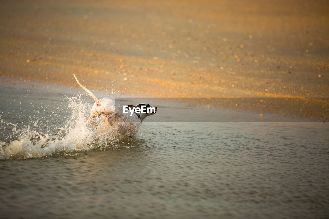 Dog playing in water at shore