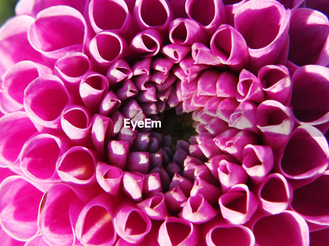 Close-up of pink dahlia