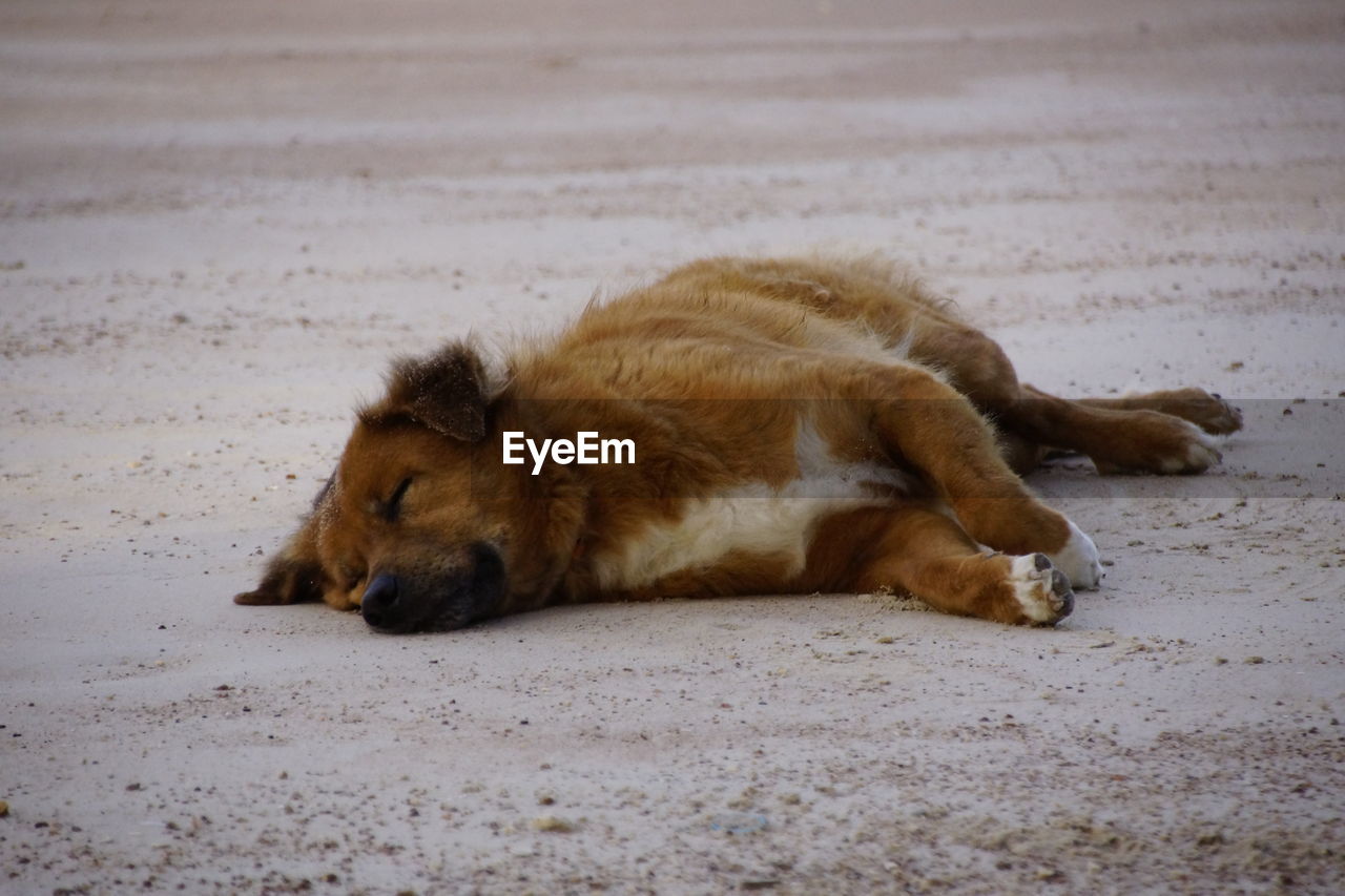 View of dog lying on ground