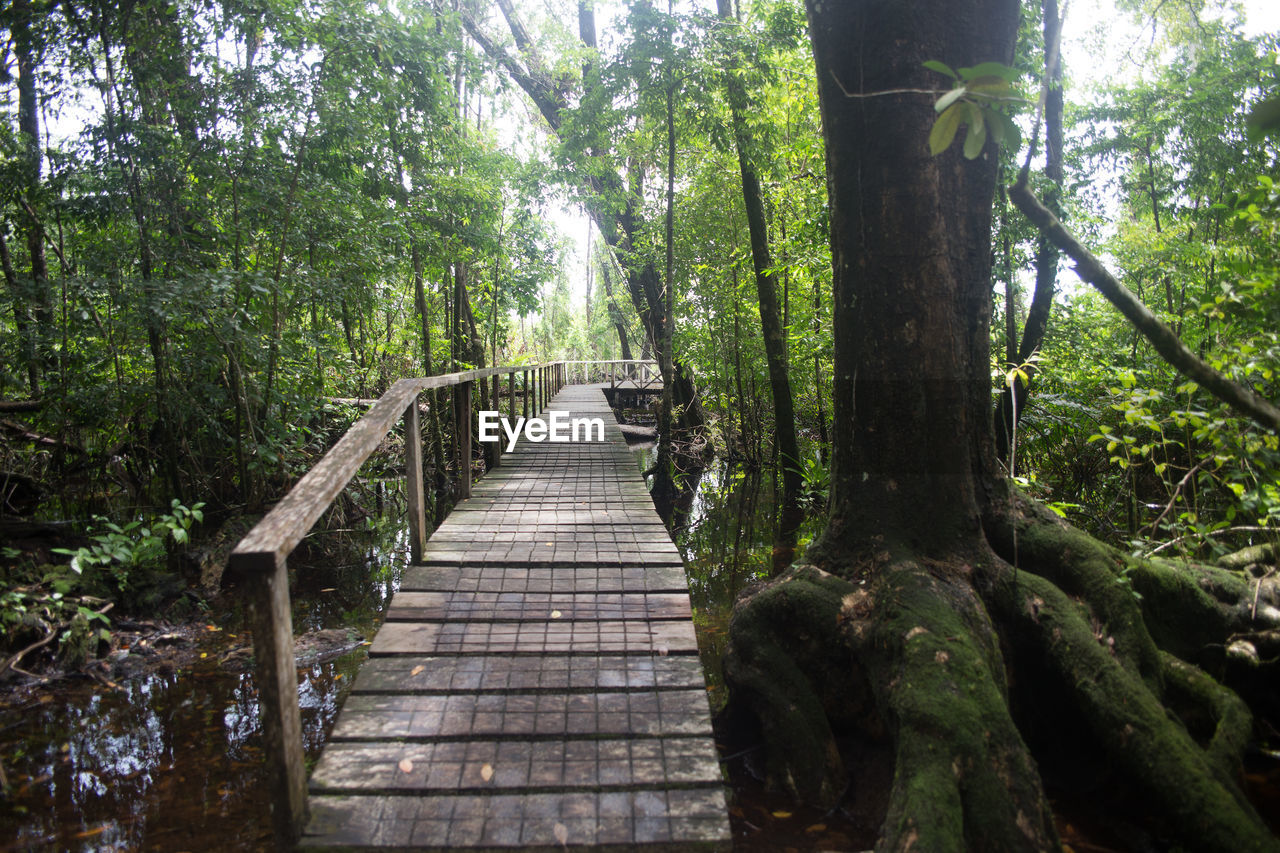 Boardwalk amidst trees in forest