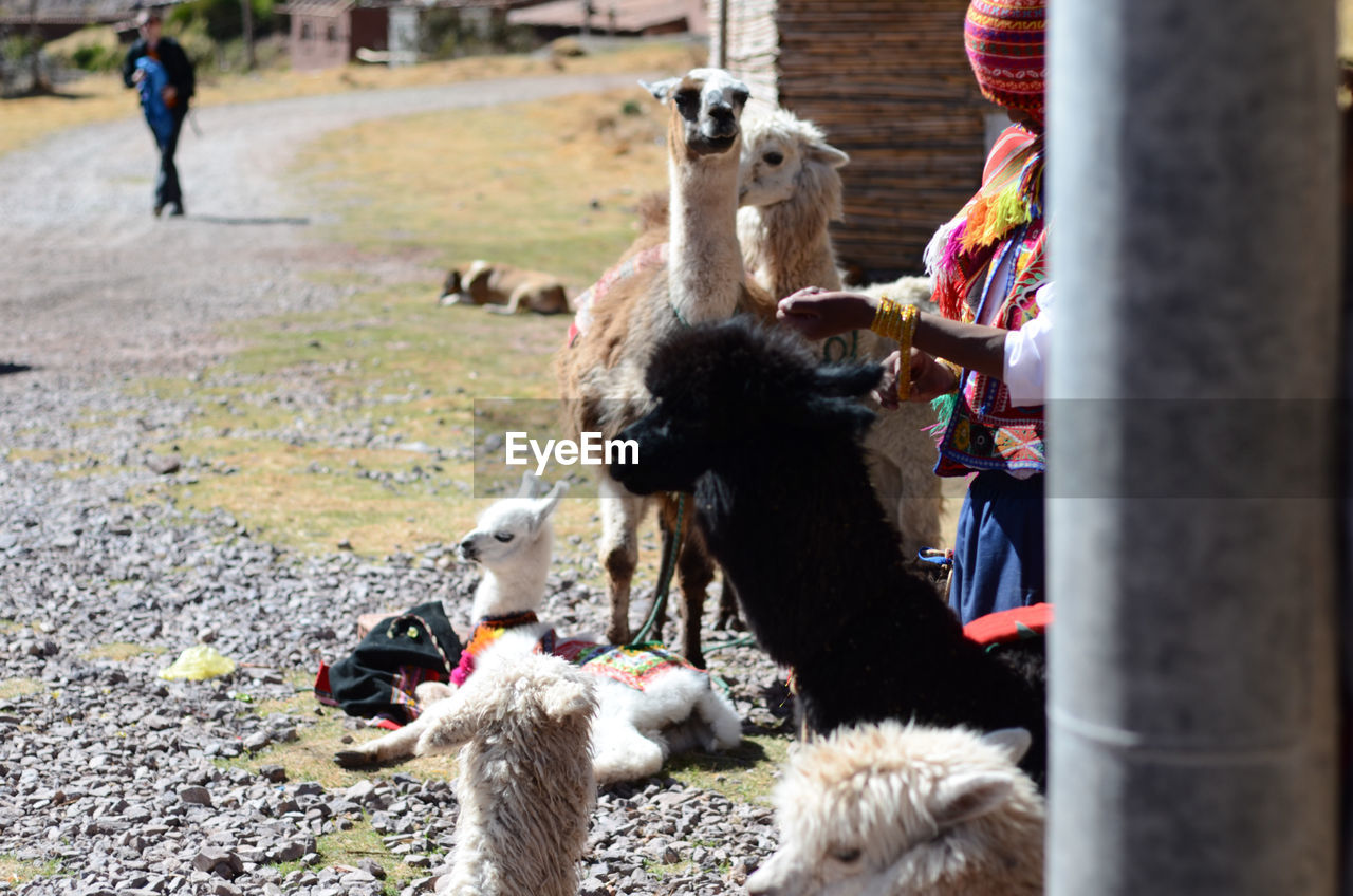 Herd of llama