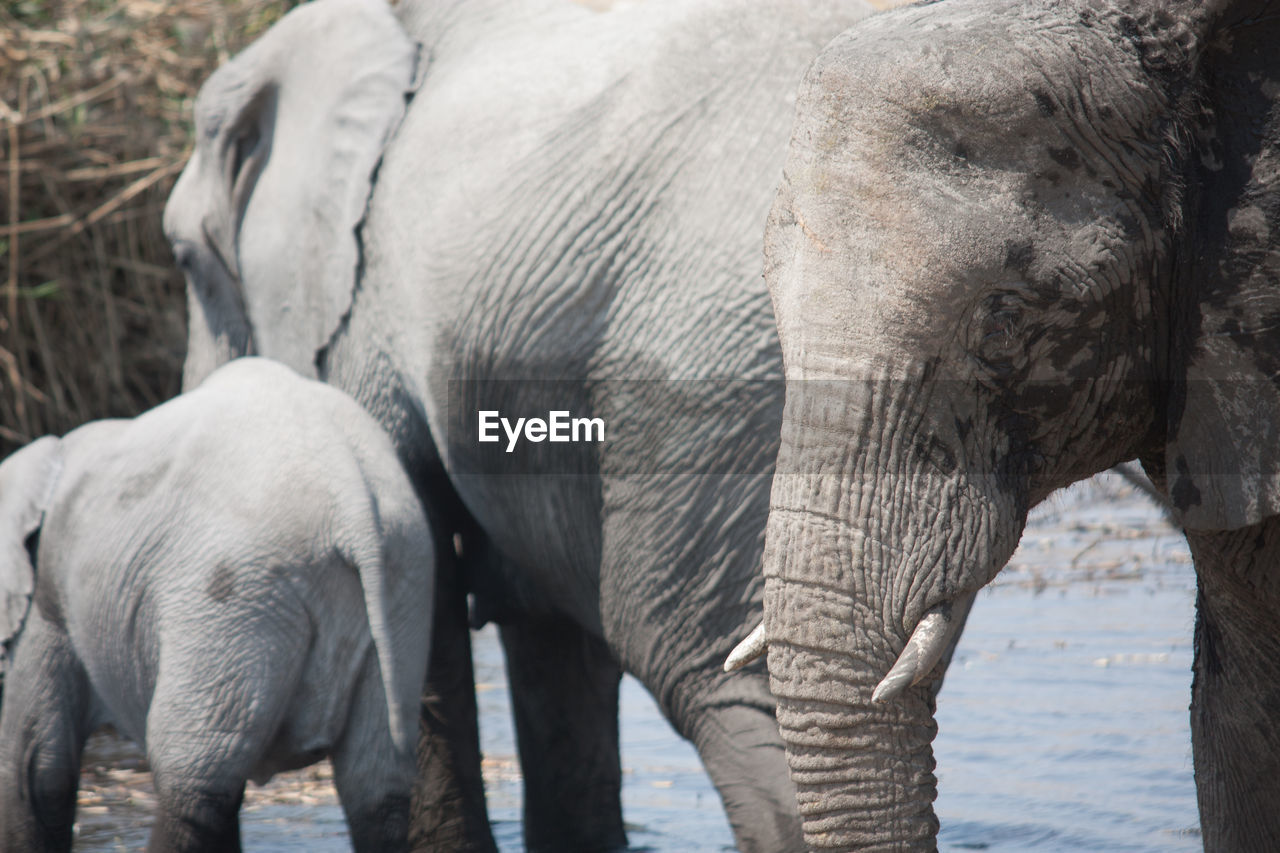 Elephants wading in river