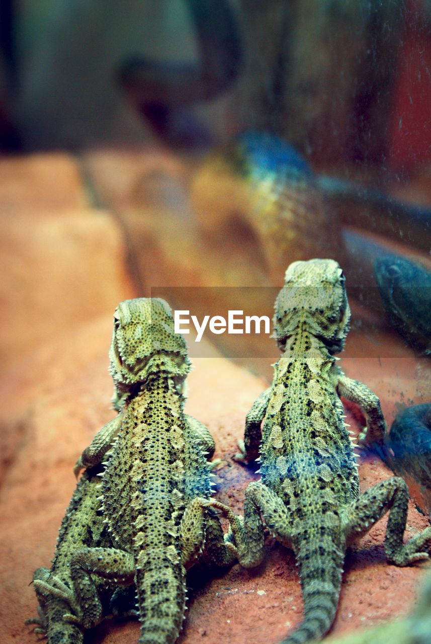 Close-up of lizards