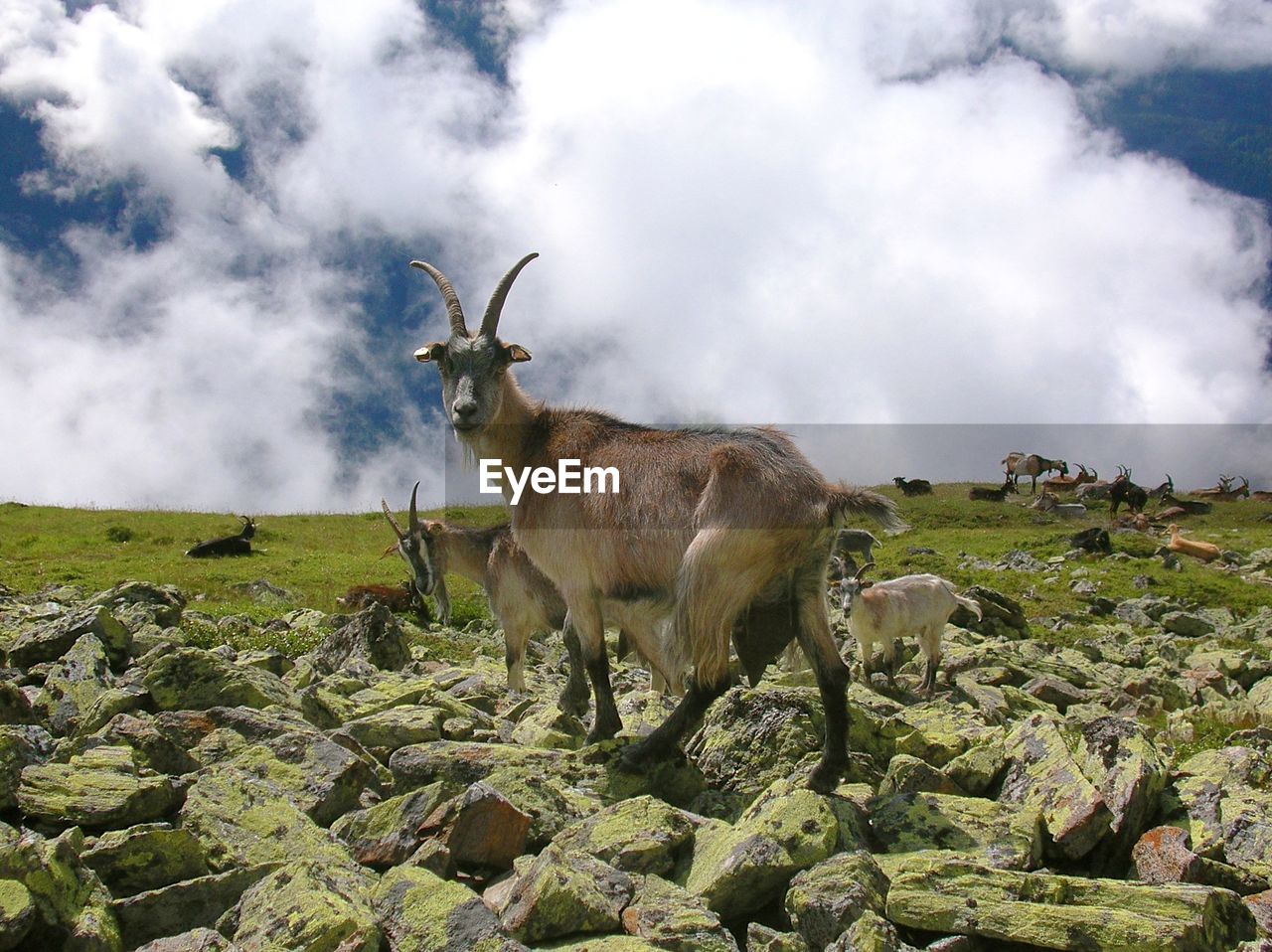 Goat standing on rocky ground