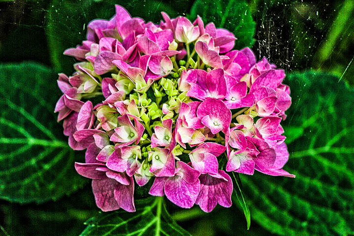 Close-up of pink flowers