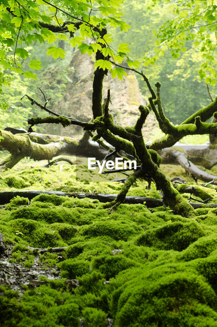 Moss on fallen trees in a forest