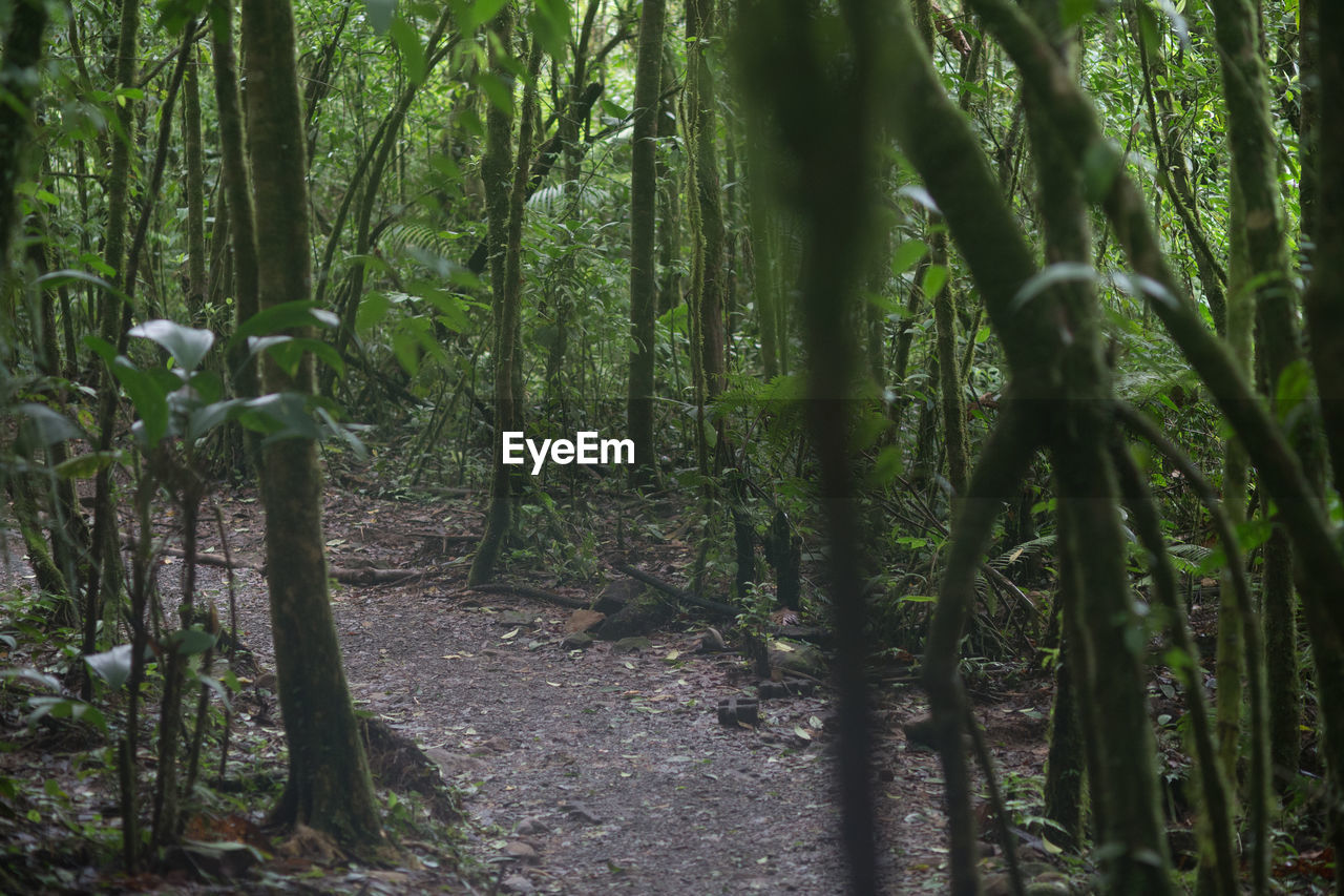 VIEW OF TREES IN FOREST