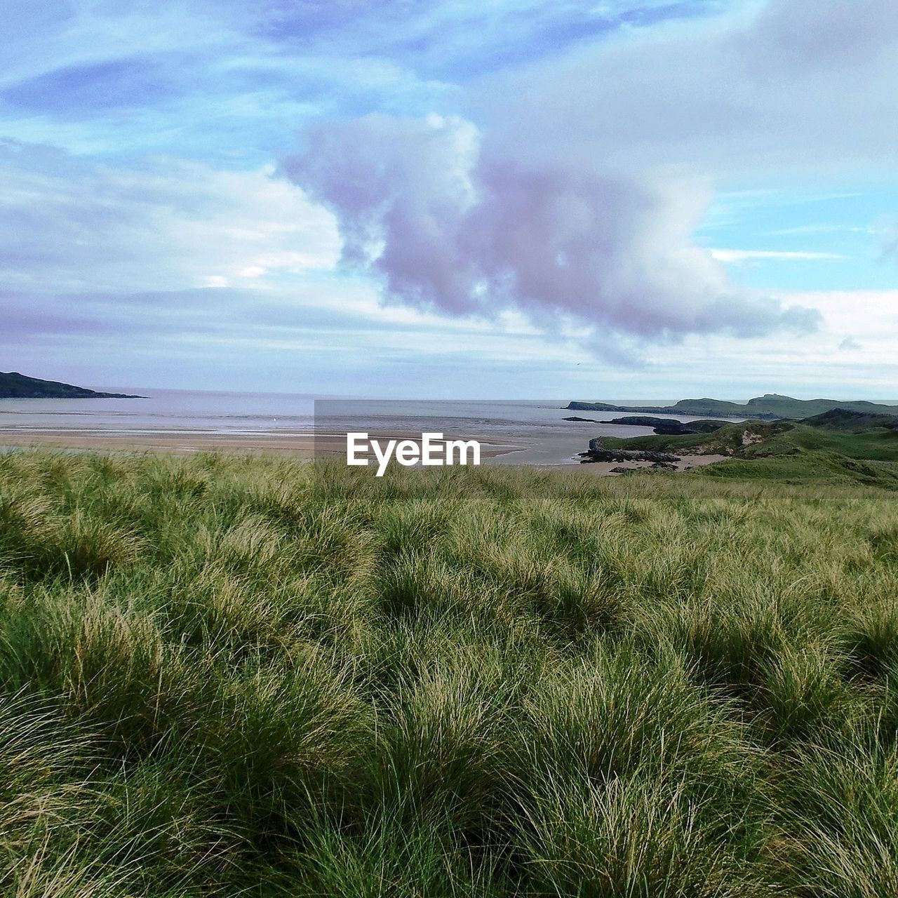 Grass growing on beach against cloudy sky