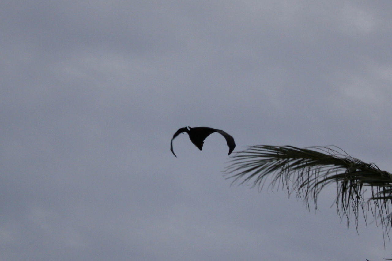 Silhouette bat flying by twig against sky