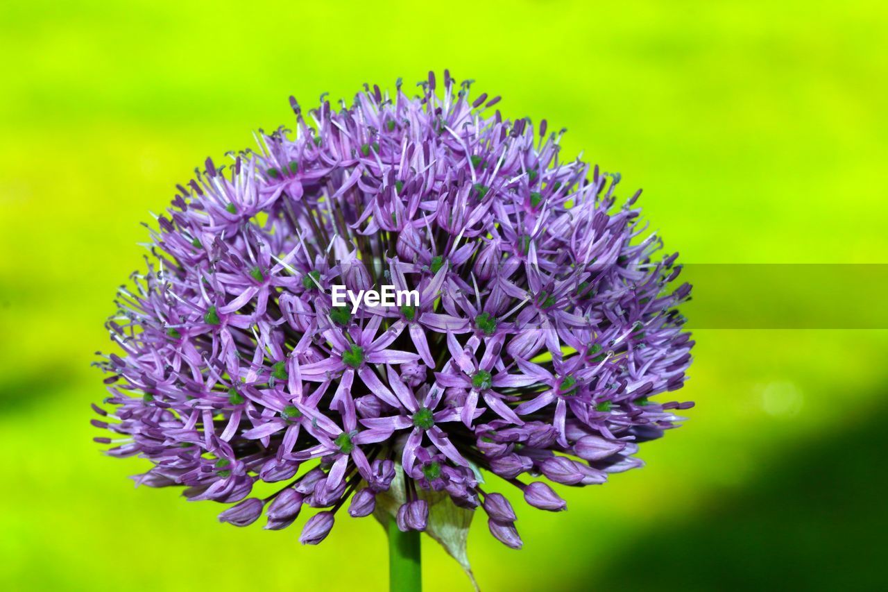 Close-up of purple flower