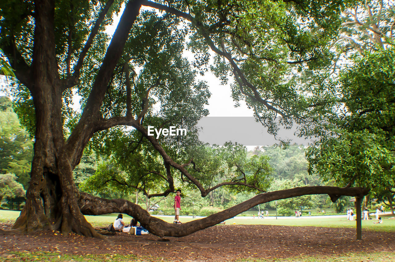 Kids playing on tree in park