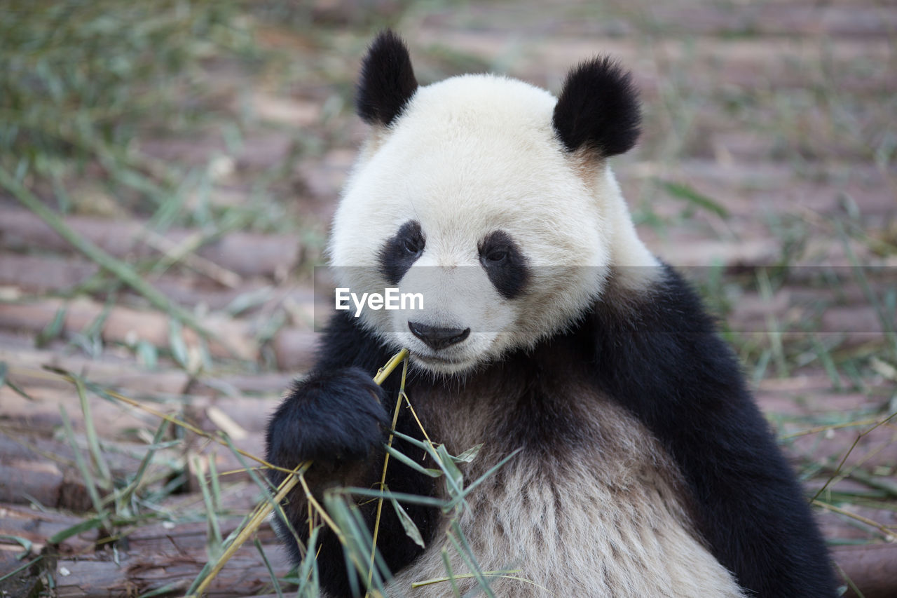 Panda eating bamboo plant in zoo