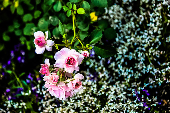 CLOSE-UP OF PINK FLOWERS BLOOMING IN PARK