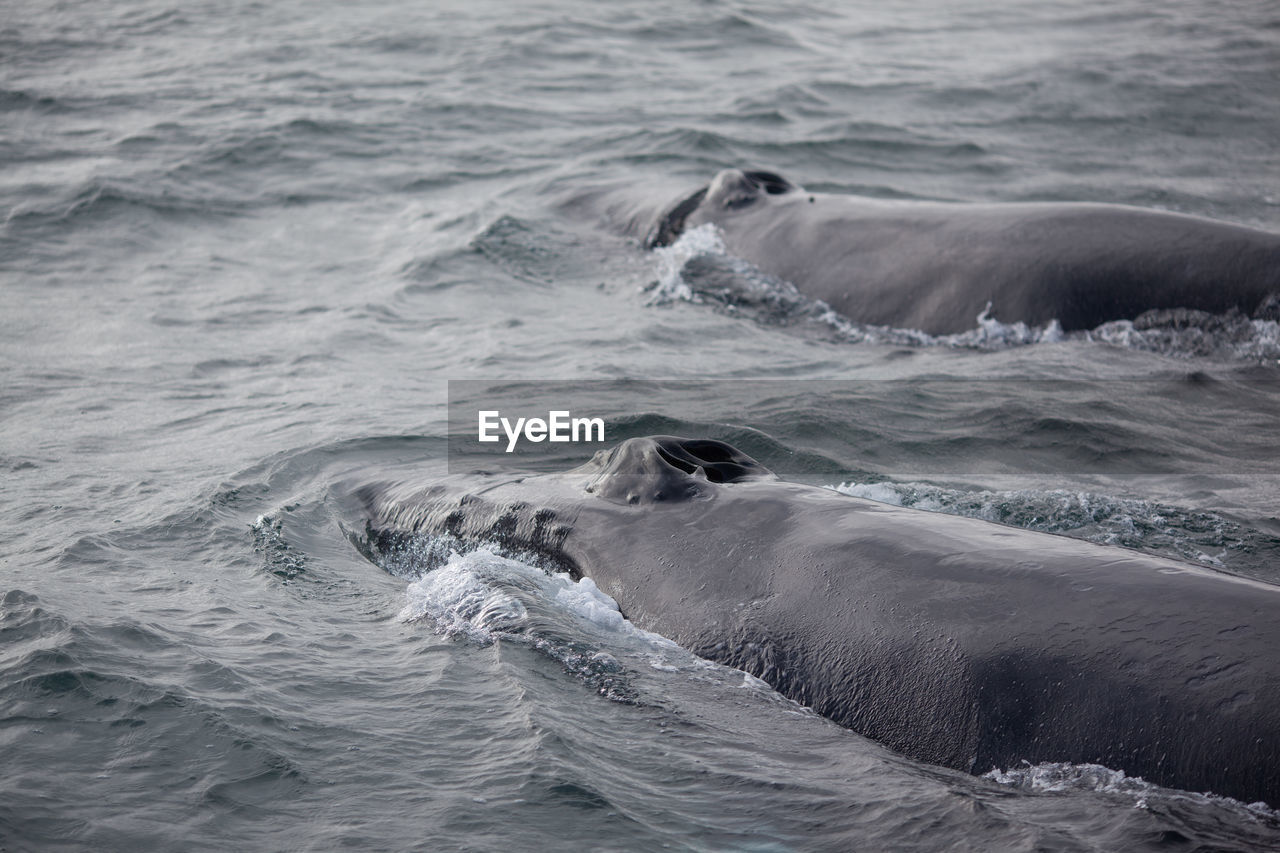 Humpback whales swimming in sea