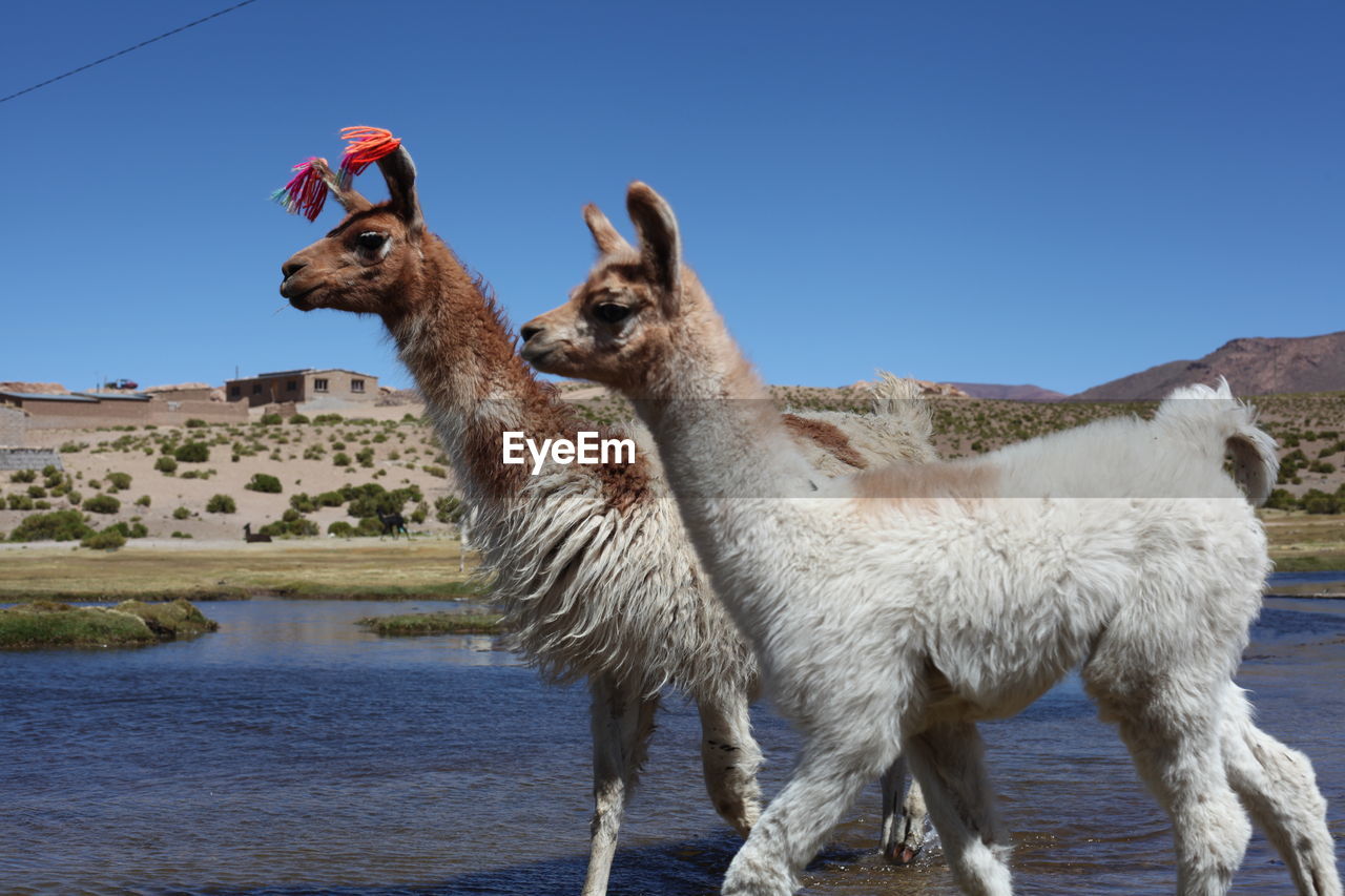 Llamas on lake against clear blue sky