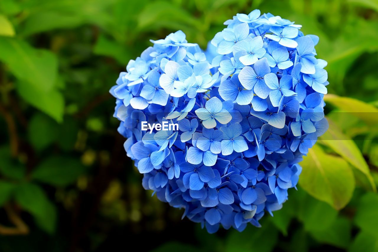 Close-up of blue hydrangea flowers