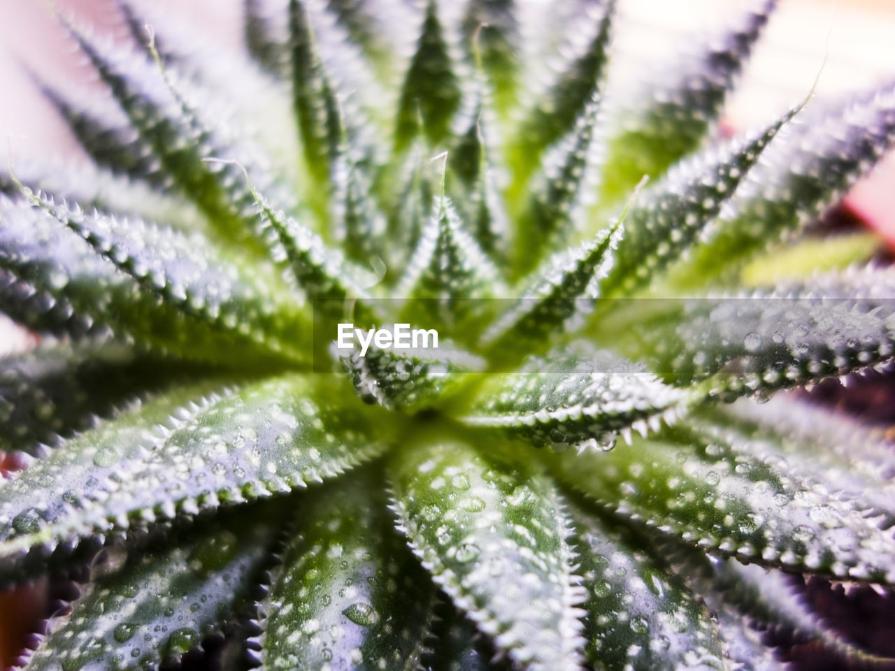 FULL FRAME SHOT OF WATER DROPS ON PLANTS