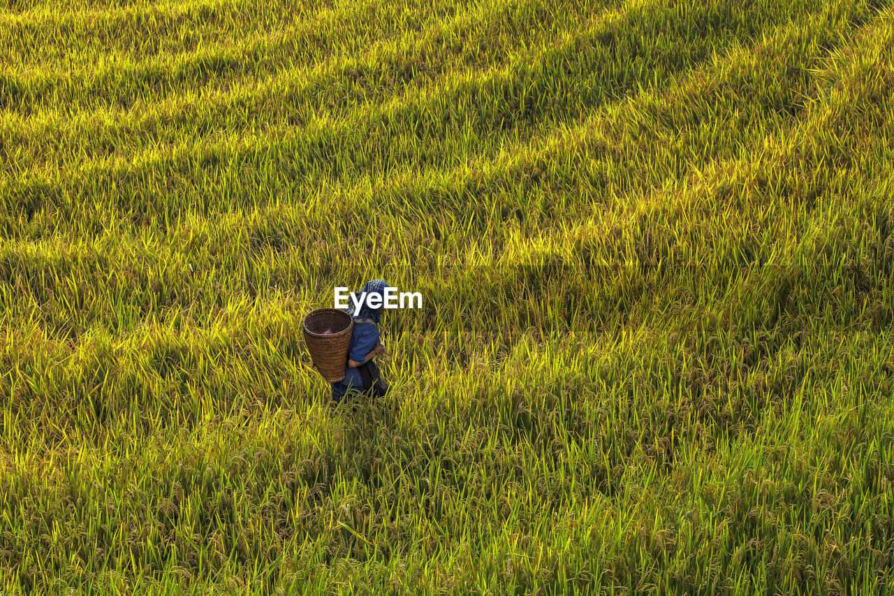 Rear view of woman working in rice field