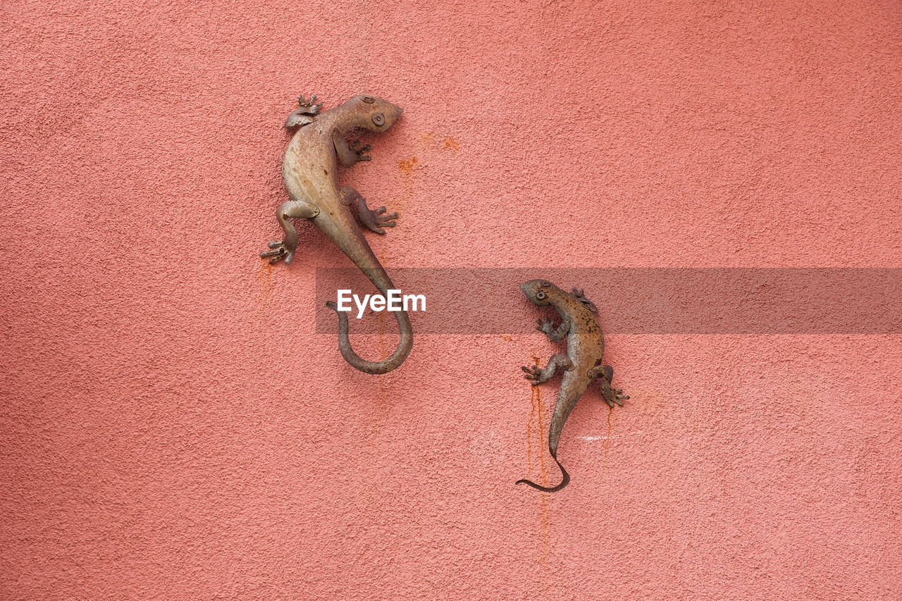 Two metal geckos on a wall in montaretto, bonassola, la spezia, liguria, italy.