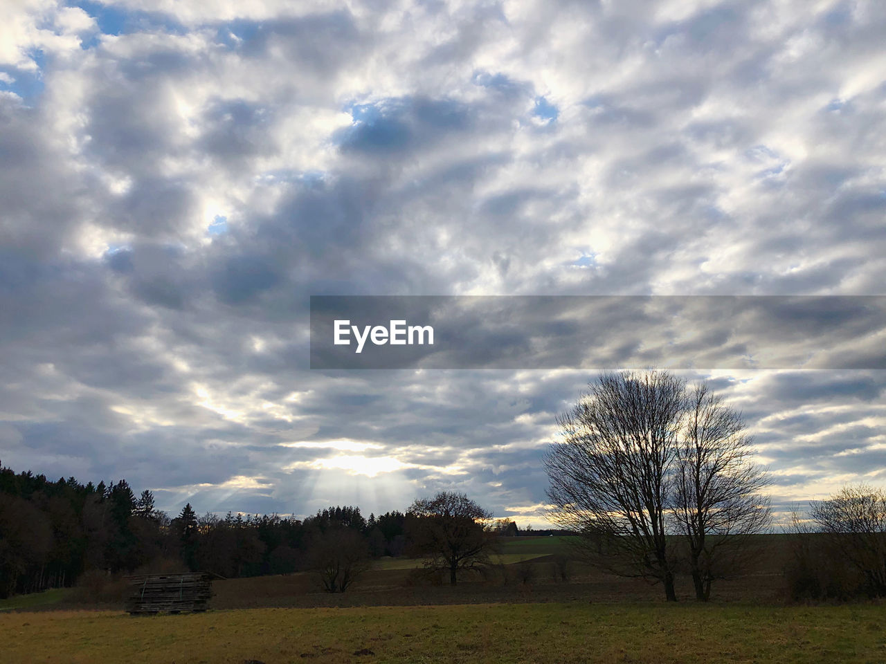SCENIC VIEW OF TREES ON FIELD AGAINST SKY