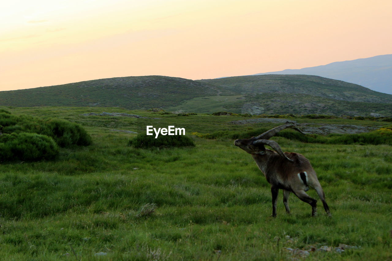 VIEW OF HORSE ON FIELD