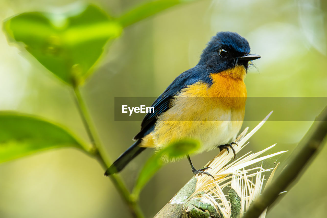 CLOSE-UP OF A BIRD PERCHING ON BRANCH