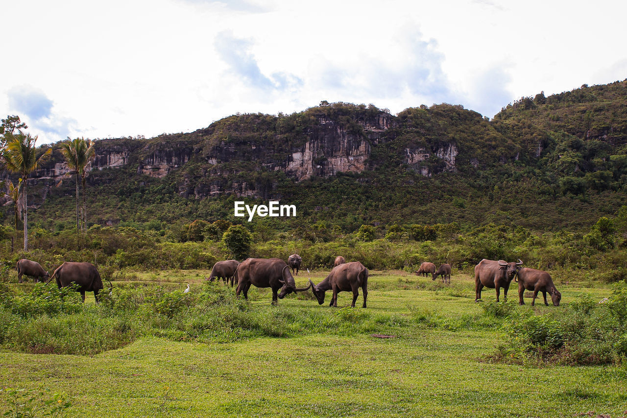 Buffalo foraging in the meadow. harau valley, west sumatra