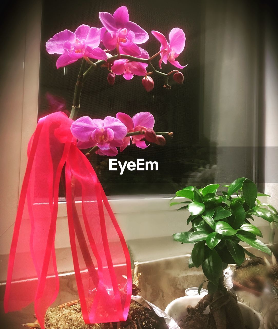 CLOSE-UP OF PINK FLOWERS IN VASE AGAINST WINDOW