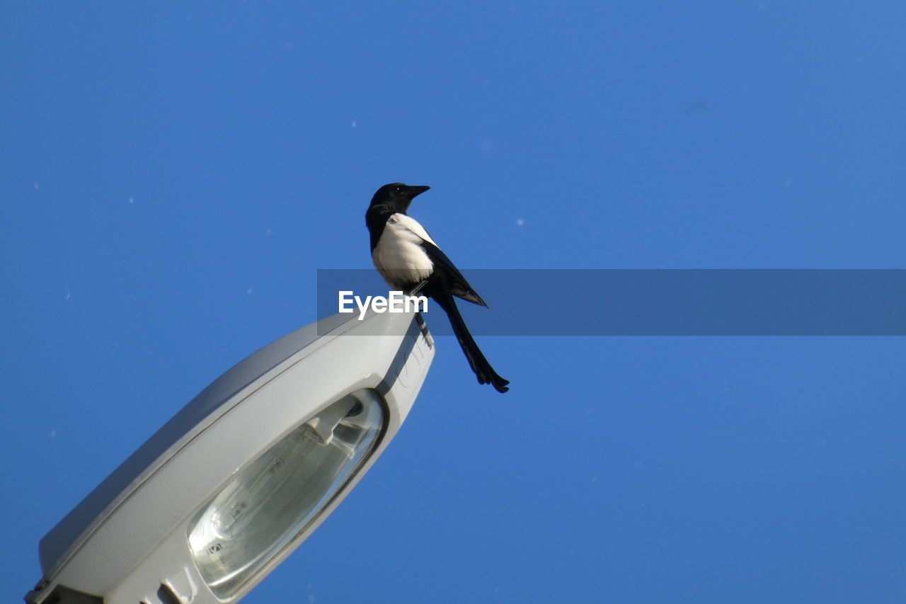LOW ANGLE VIEW OF BIRD PERCHING ON THE BLUE SKY