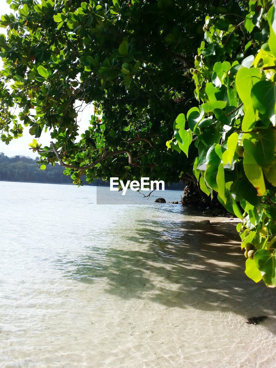 Trees on shore at beach